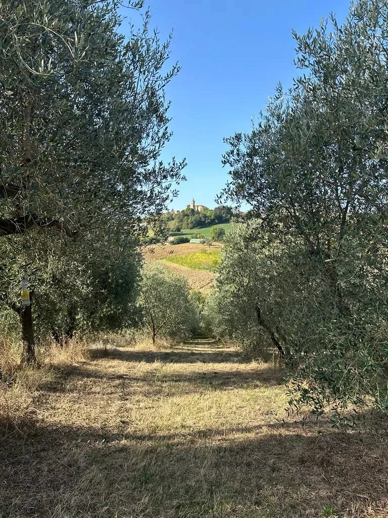 Impianto fotovoltaico Superbonus 110% della casa colonica a Barbara, Marche