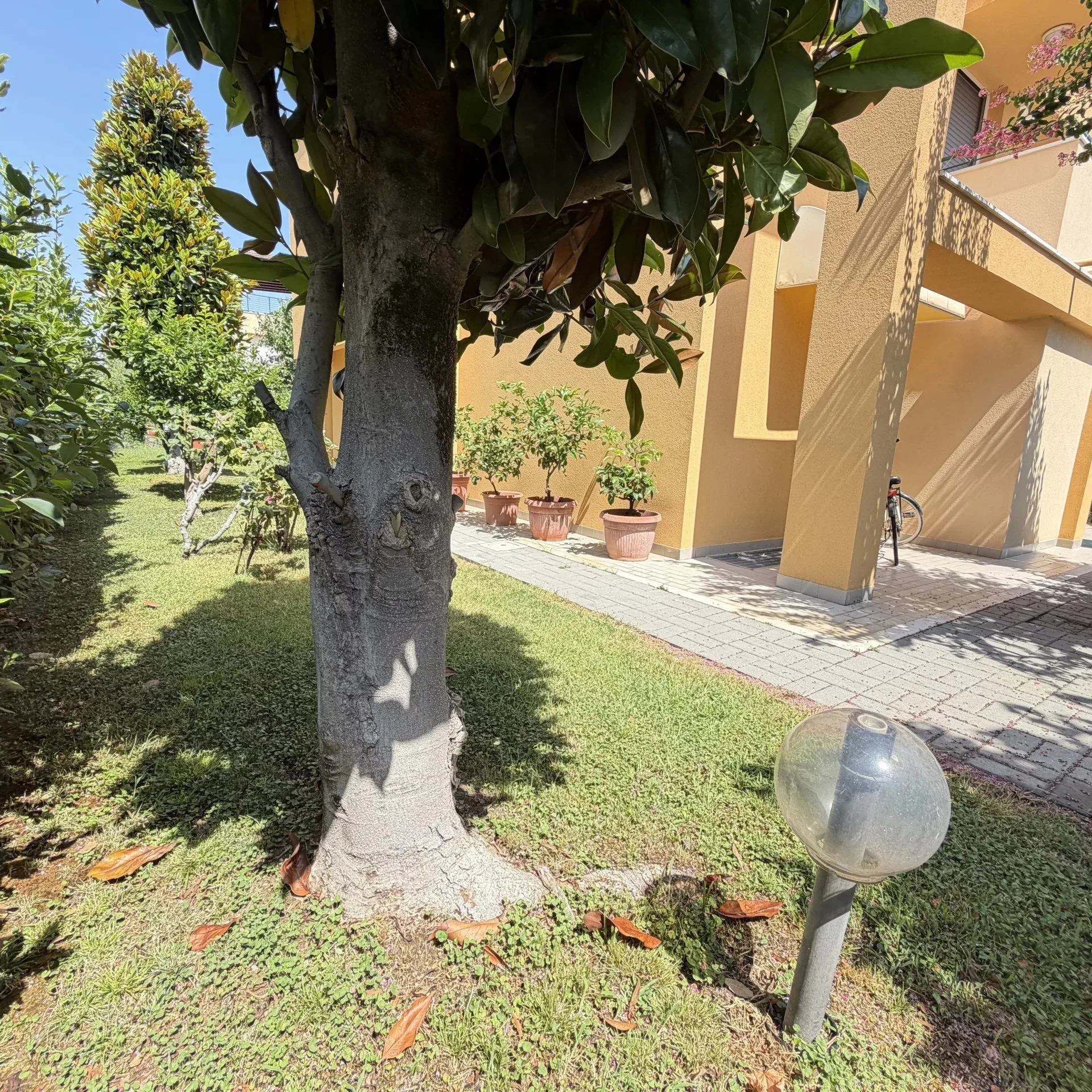 Magnolia nel giardino curato dell'appartamento a Ciarnin, Senigallia